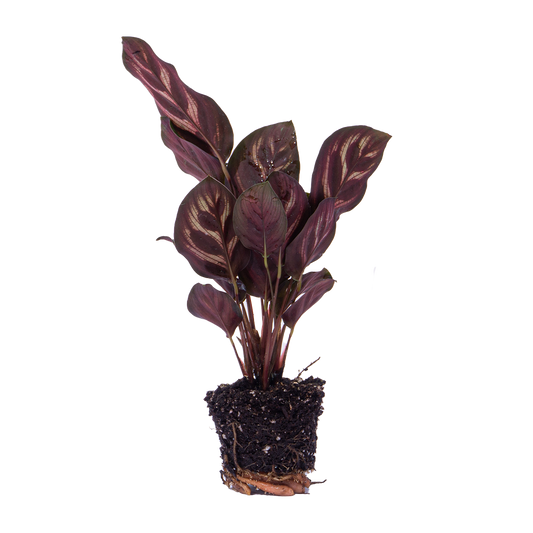 Calathea Makoyana - Pauwenplant - Terrarium plant - Potmaat 6 - Pflanzfix24.de - Pflanzfix24.de