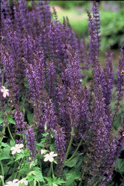 6x Salvia nemorosa 'Mainacht' Ø9cm – Blühende Staude bei Pflanzfix24