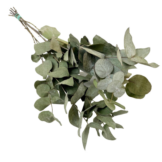 Getrocknete Eucalyptus Cinerea - 6 Gebüsch - ↕50cm - Pflanzfix24.de - Pflanzfix24.de