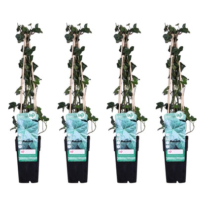 4x Hedera hibernica - 65cm - Ø15 - Pflanzfix24