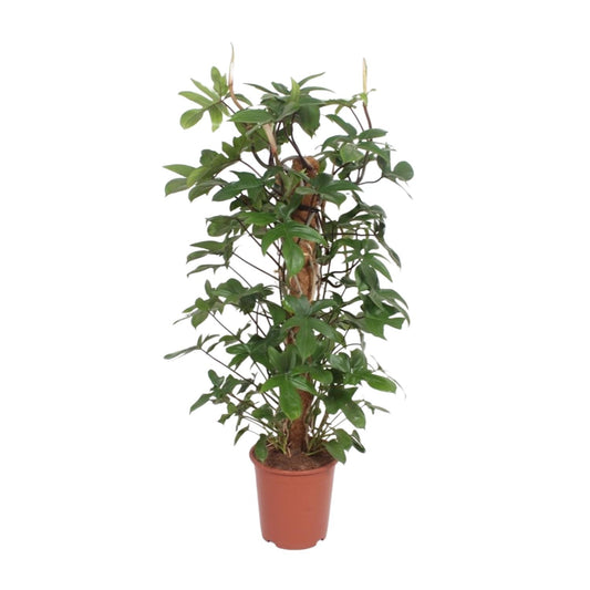 Philodendron Pedatum - Ø27cm - ↕130cm - Pflanzfix24.de - Pflanzfix24.de