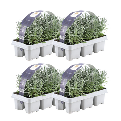 4 x 6er set Lavender angustifolia - 24 x Ø7 cm - Pflanzfix24.de - Pflanzfix24.de