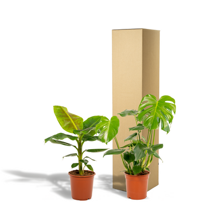 Monstera Deliciosa & Musa Dwarf Cavendish Set - Pflanzfix24