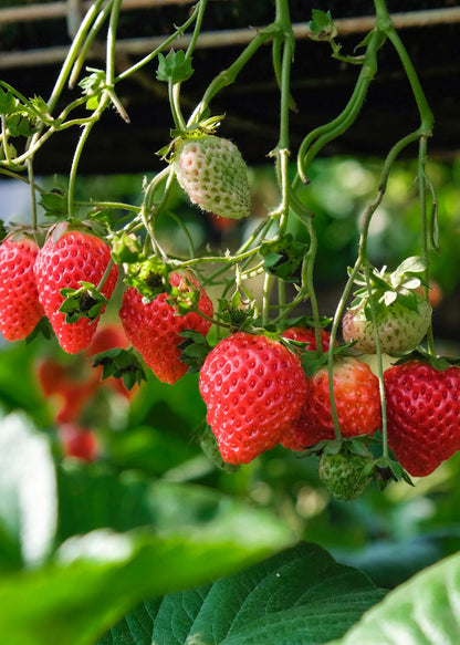 Fragaria x ananassa Delizzimo - Ø13cm - ↕45cm - Pflanzfix24