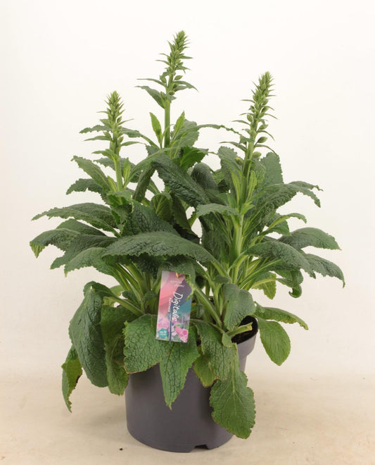 Digitalis 'Panther' - Ø27cm - ↕60cm bei Pflanzfix24