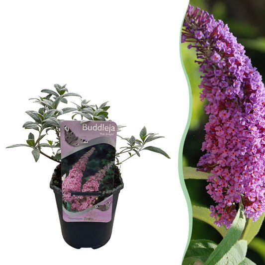 Pflanzfix24.de - Schmetterlingsstrauch - Buddleja davidii Pink Delight - Blüte Rosa - 1 Pflanze - Laubabwerfend - Schmetterlingsanziehend - Topf 17cm Höhe 25cm - Pflanzfix24.de