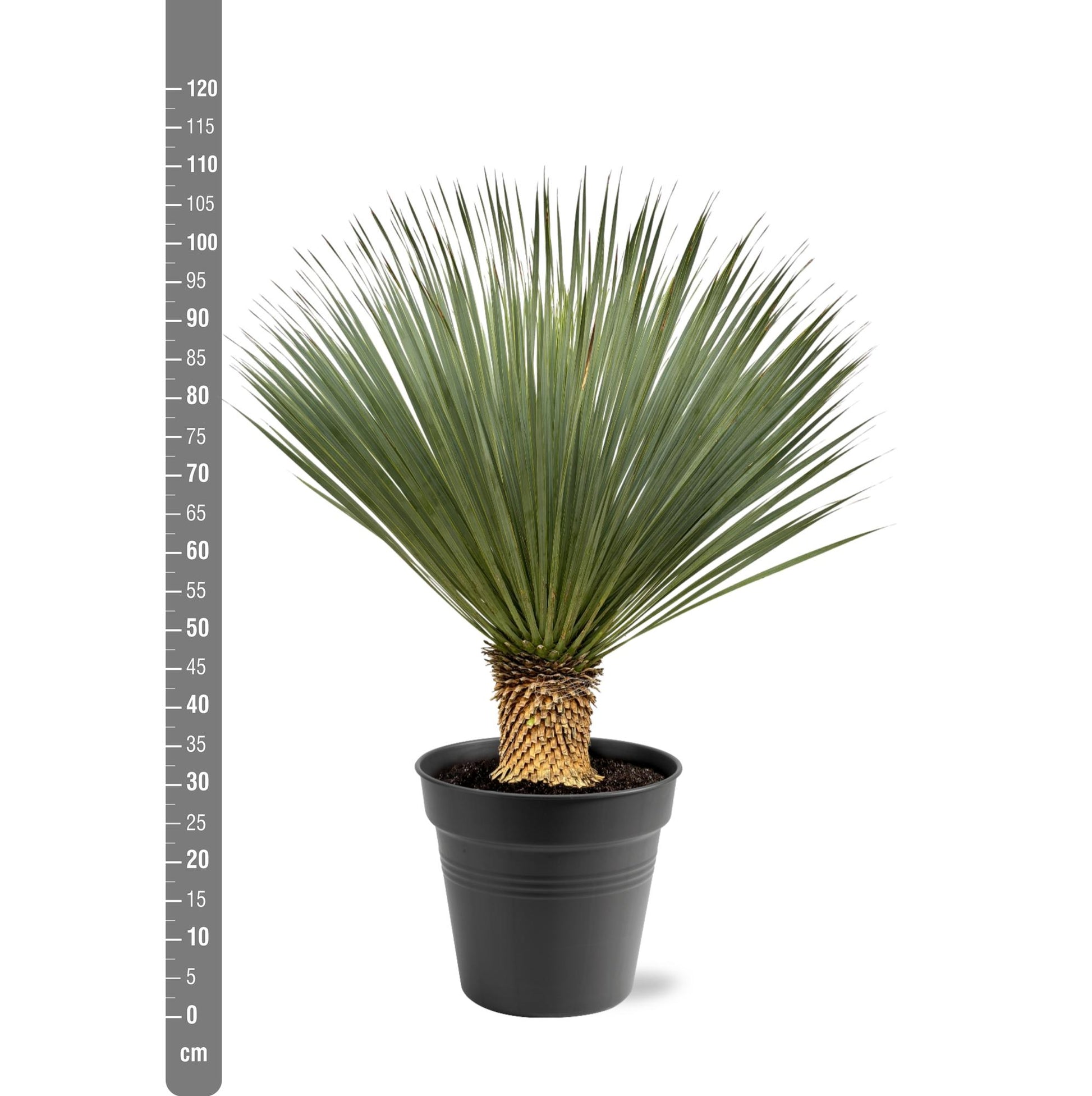 Yucca Rostrata 100-120 cm Topf Ø40 cm – Robust & Exotisch | Pflanzfix24.de - Pflanzfix24.de