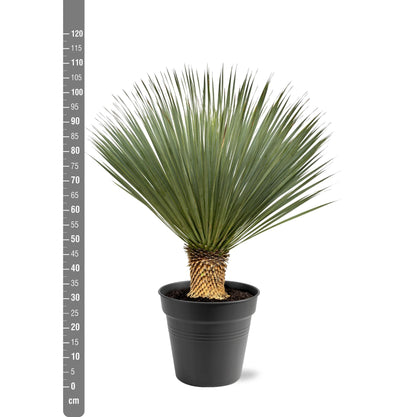Yucca Rostrata 100-120 cm Topf Ø40 cm – Robust & Exotisch | Pflanzfix24.de - Pflanzfix24.de