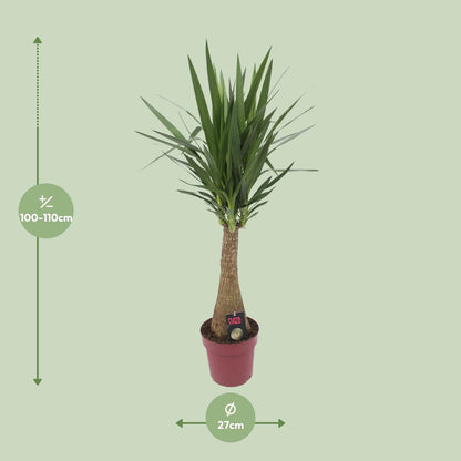 Yucca 'Maya Tree' 60stam P27 - Pflanzfix24