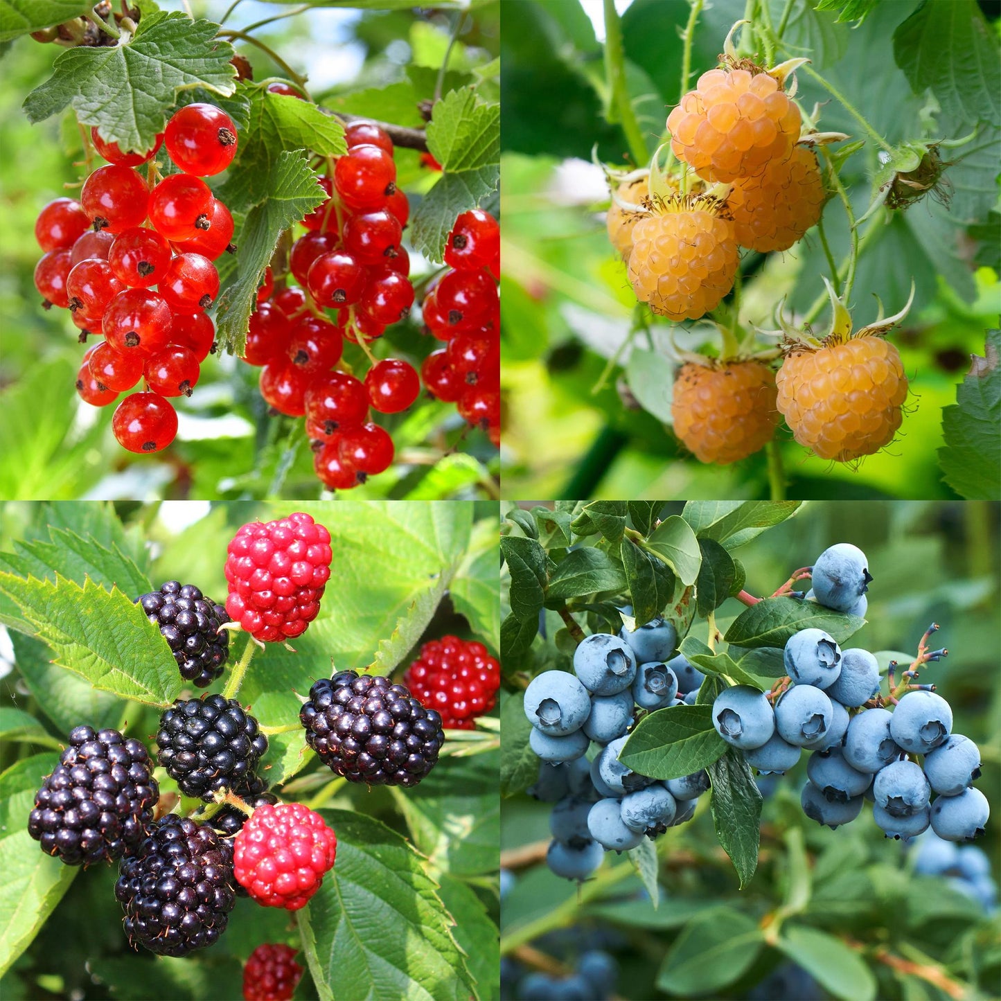 GreenboutiQ - Obstpflanzenmix - Rote Beere, Gelbe Himbeere, Schwarze Brombeere, Blaubeere - 4 Pflanzen - Topf 11cm Höhe 40cm - Pflanzfix24