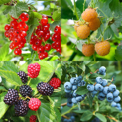 GreenboutiQ - Obstpflanzenmix - Rote Beere, Gelbe Himbeere, Schwarze Brombeere, Blaubeere - 4 Pflanzen - Topf 11cm Höhe 40cm - Pflanzfix24
