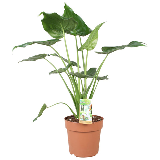 Alocasia Cucculata - Ø21cm - ↕80cm bei Pflanzfix24