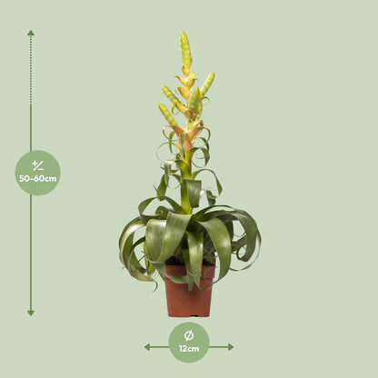 Tillandsia Samantha - Ø12cm - ↕55cm bei Pflanzfix24