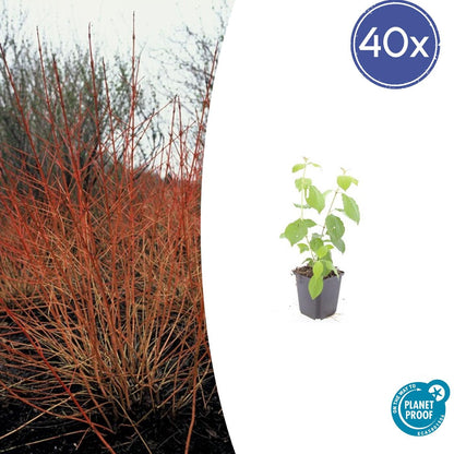 40x Cornus sanguinea 'Midwinter Fire' - 10-25cm - 9cm Topf - Pflanzfix24.de - Pflanzfix24.de