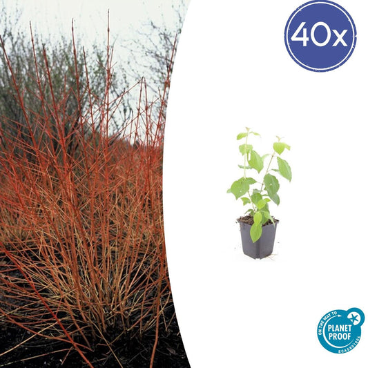 40x Cornus sanguinea 'Midwinter Fire' - 10-25cm - 9cm Topf - Pflanzfix24.de - Pflanzfix24.de