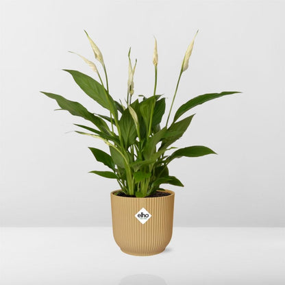 Friedenslilie Spathiphyllum Torelli 12 cm im ELHO Vibes Fold Topf gelb | Pflanzfix24