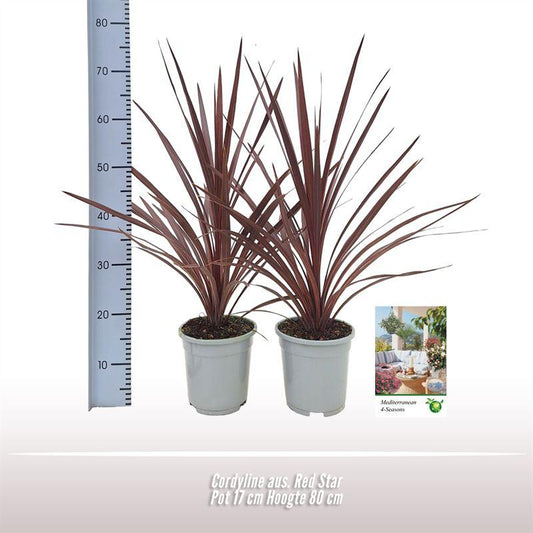 Cordyline Red Star Ø17cm 80cm Hoch | Pflanzfix24