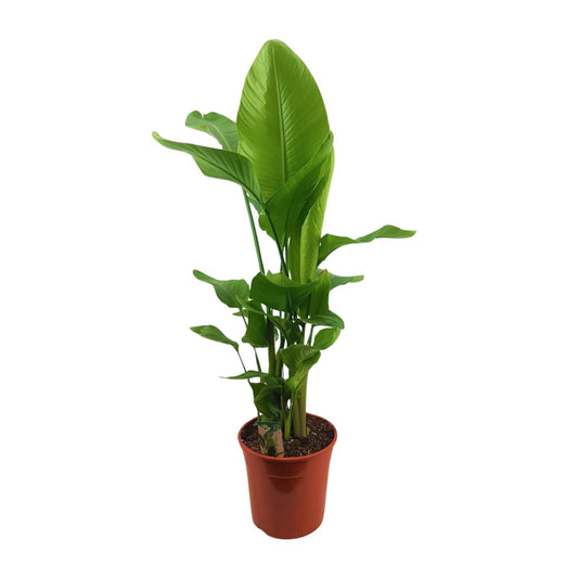 Strelitzia Nicolai - Ø27cm - ↕130cm - Pflanzfix24