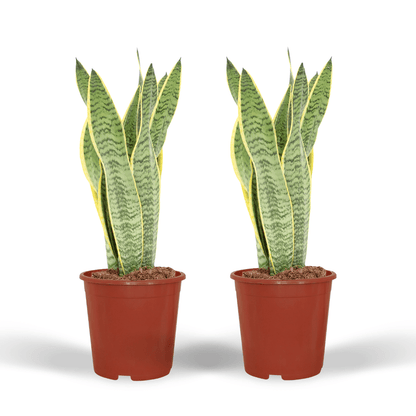2x Sansevieria Laurentii - Frauenzunge - 40cm - ø14 bei Pflanzfix24.de - Pflanzfix24.de