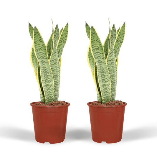 2x Sansevieria Laurentii - Frauenzunge - 40cm - ø14 bei Pflanzfix24.de - Pflanzfix24.de