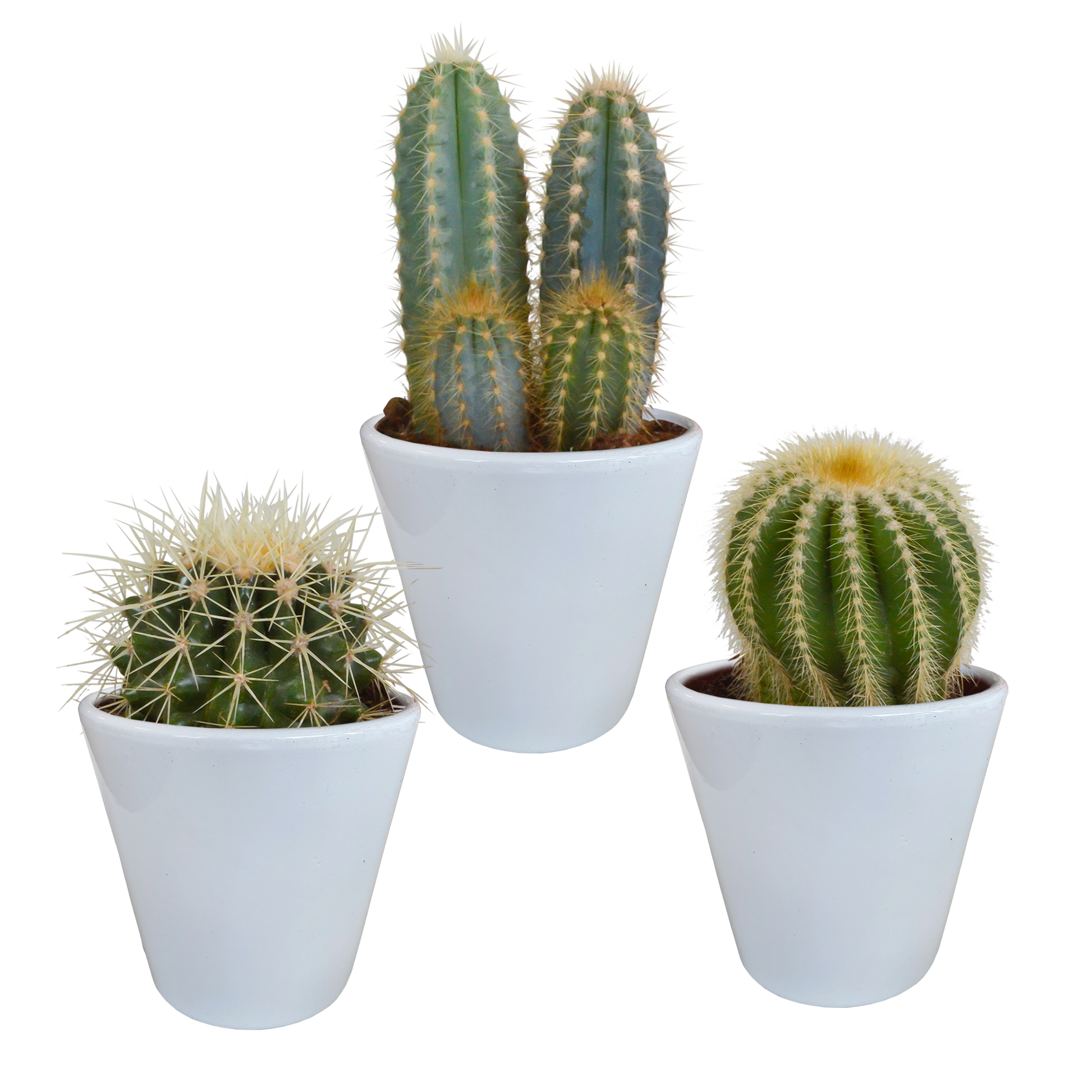 Kakteenmischung 8,5 cm - 3x - in witte pot von Pflanzfix24.de - Pflanzfix24.de