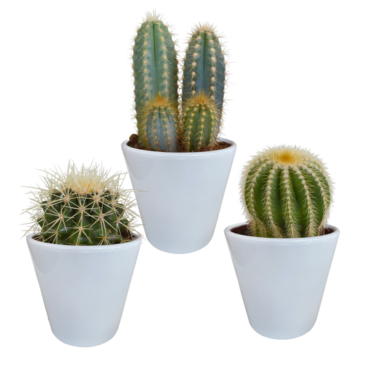 Kakteenmischung 8,5 cm - 3x - in witte pot von Pflanzfix24.de - Pflanzfix24.de