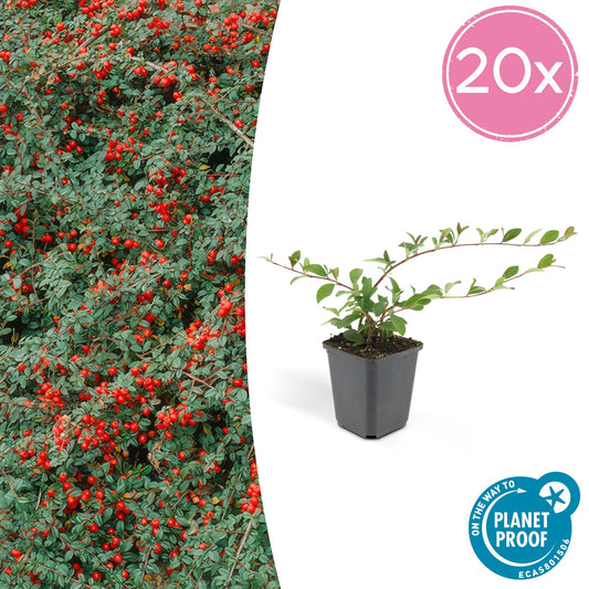 20x Cotoneaster dammeri 'Major' | Pflanzfix24.de - Pflanzfix24.de