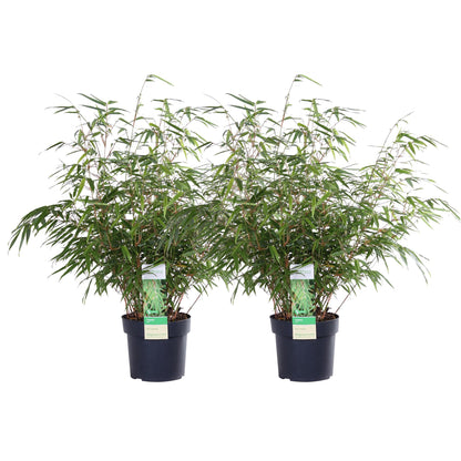 2x Fargesia rufa - ↨60cm - Ø19 - Pflanzfix24