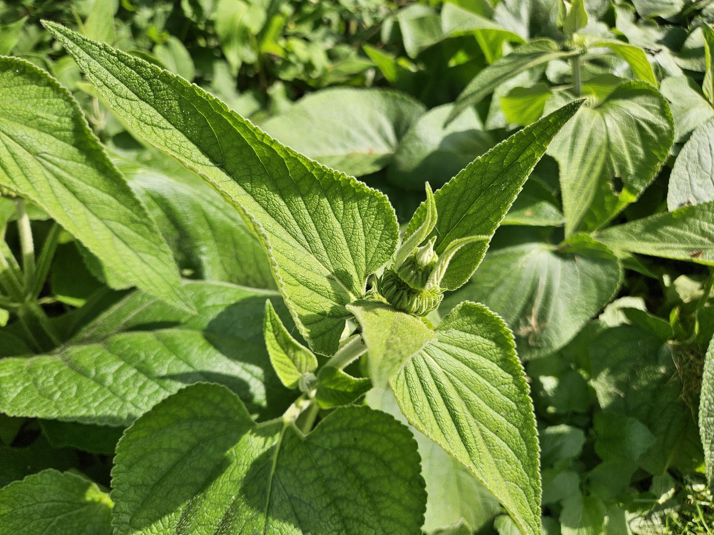 24x Phlomis russeliana - Winterharte Staude - Pflanzfix24
