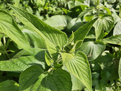 24x Phlomis russeliana - Winterharte Staude - Pflanzfix24