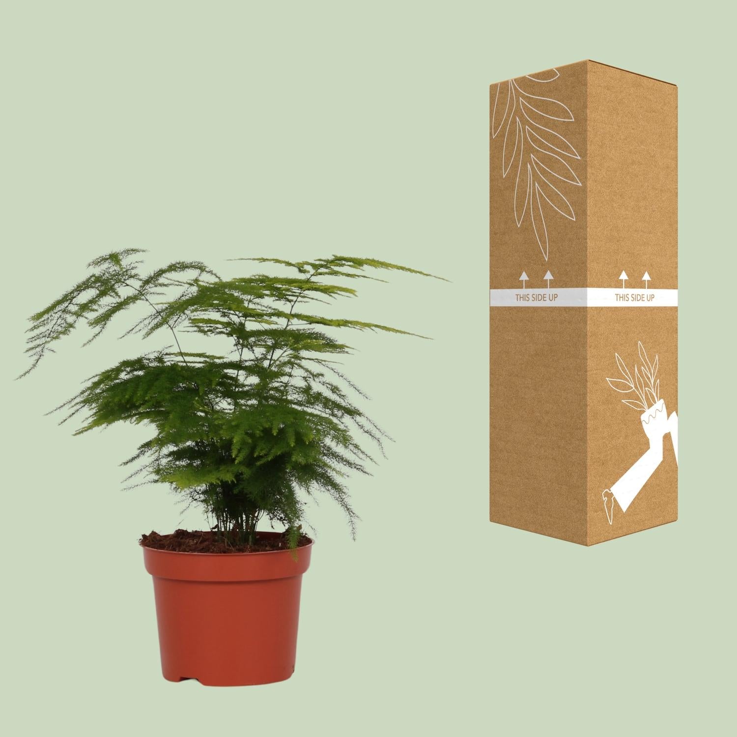 Asparagus Setaceus 'Plumosus' - Ø12cm - ↕35cm - Pflanzfix24.de - Pflanzfix24.de