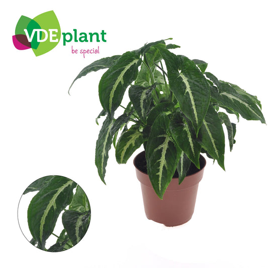 Syngonium Wendlandii - Ø12cm - ↕20cm - Pflanzfix24