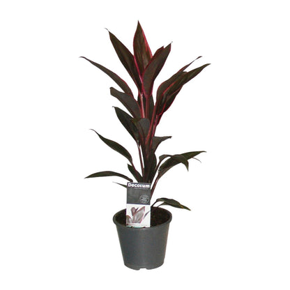 Cordyline Tango - Ø12cm - ↕40cm bei Pflanzfix24