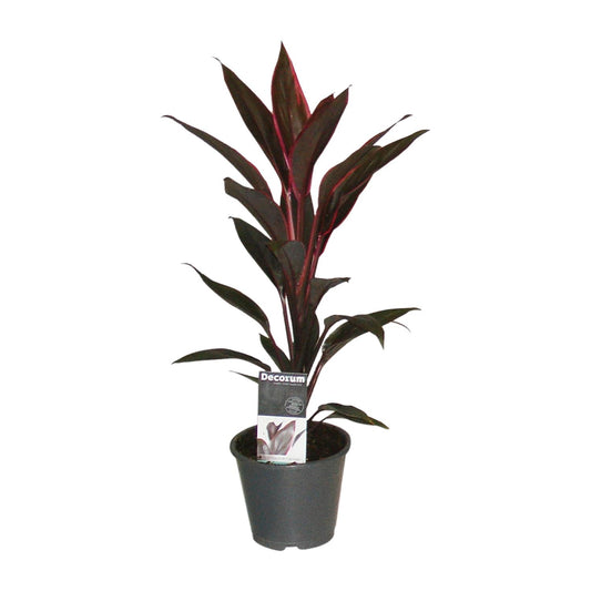Cordyline Tango - Ø12cm - ↕40cm bei Pflanzfix24