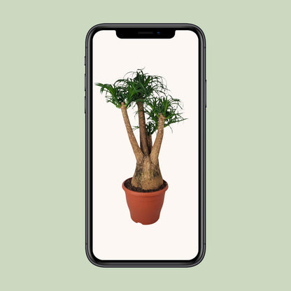 Beaucarnea Nolina - Ø29cm - ↕90cm bei Pflanzfix24