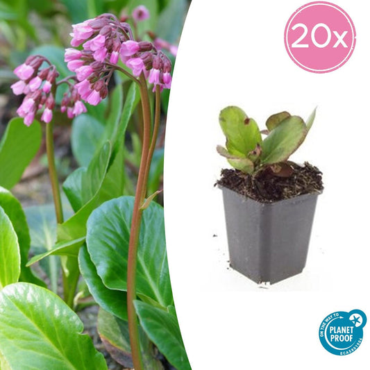 20x Bergenia cordifolia 'Herbstblüte' - Pflanzfix24