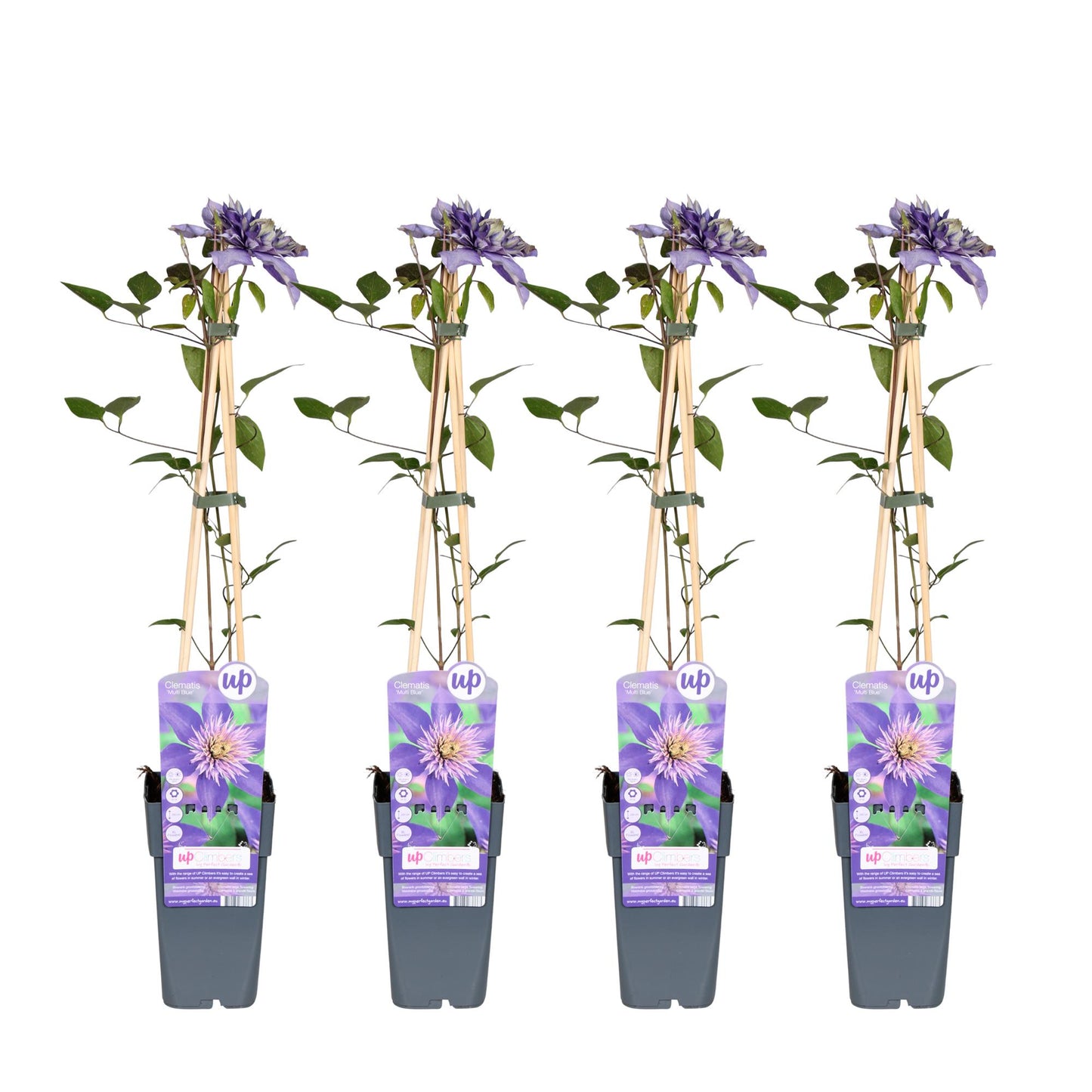 4x - Clematis Multi Blue - ↨65cm - Ø15 - Pflanzfix24.de - Pflanzfix24.de
