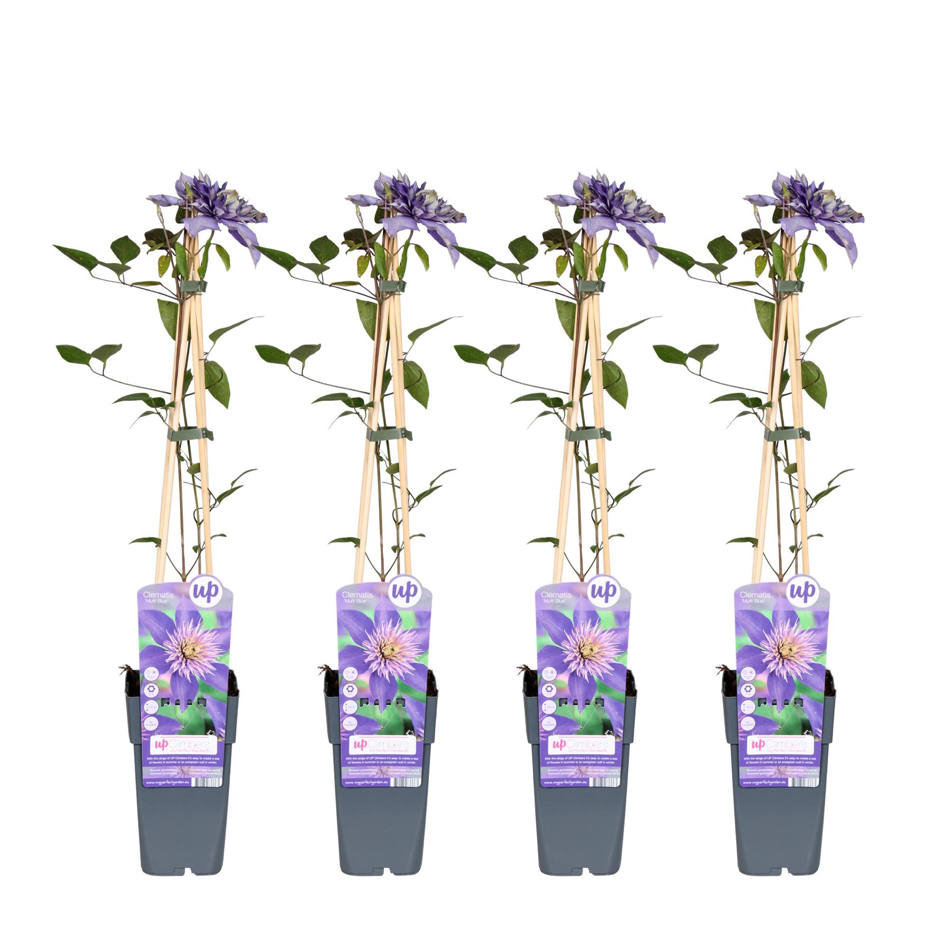 4x - Clematis Multi Blue - ↨65cm - Ø15 - Pflanzfix24.de - Pflanzfix24.de