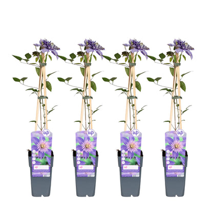 4x - Clematis Multi Blue - ↨65cm - Ø15 - Pflanzfix24.de - Pflanzfix24.de