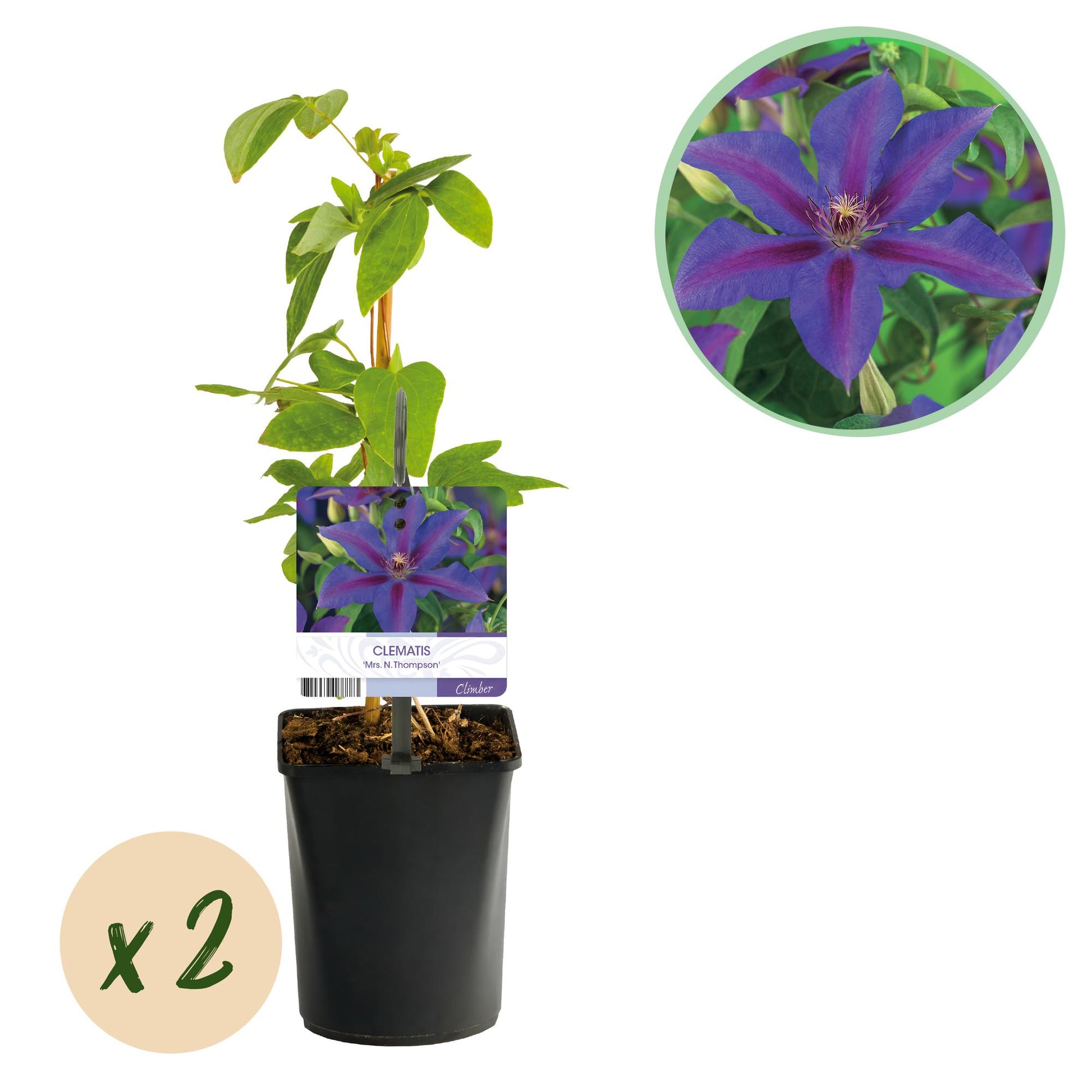 Pflanzfix24.de - Clematis Mrs. N. Thompson - 2 Pflanzen - Topf 11cm - Pflanzfix24.de