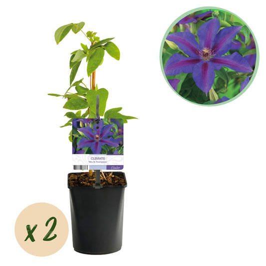 Pflanzfix24.de - Clematis Mrs. N. Thompson - 2 Pflanzen - Topf 11cm - Pflanzfix24.de
