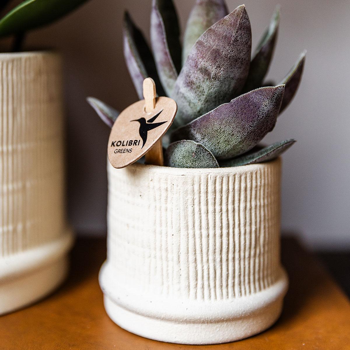 Bali Blumentopf Off White Ø6cm – Kleiner Keramiktopf mit Rillenstruktur für Sukkulenten | Kolibri Home pflanzfix24.de - Pflanzfix24.de