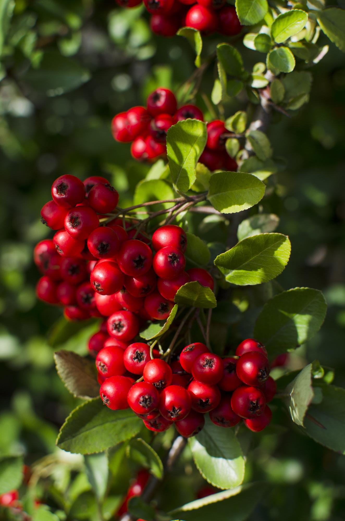 Pyracantha coccinea Red Star - Ø23cm - ↕75cm - Pflanzfix24