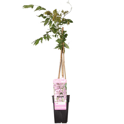 Wisteria floribunda 'Rosea' Rosa Regen 65cm - Kletterpflanze | Pflanzfix24.de - Pflanzfix24.de