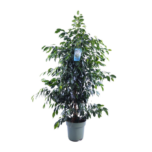 Ficus Benjamina Danielle - Ø27cm - ↕140cm - Pflanzfix24