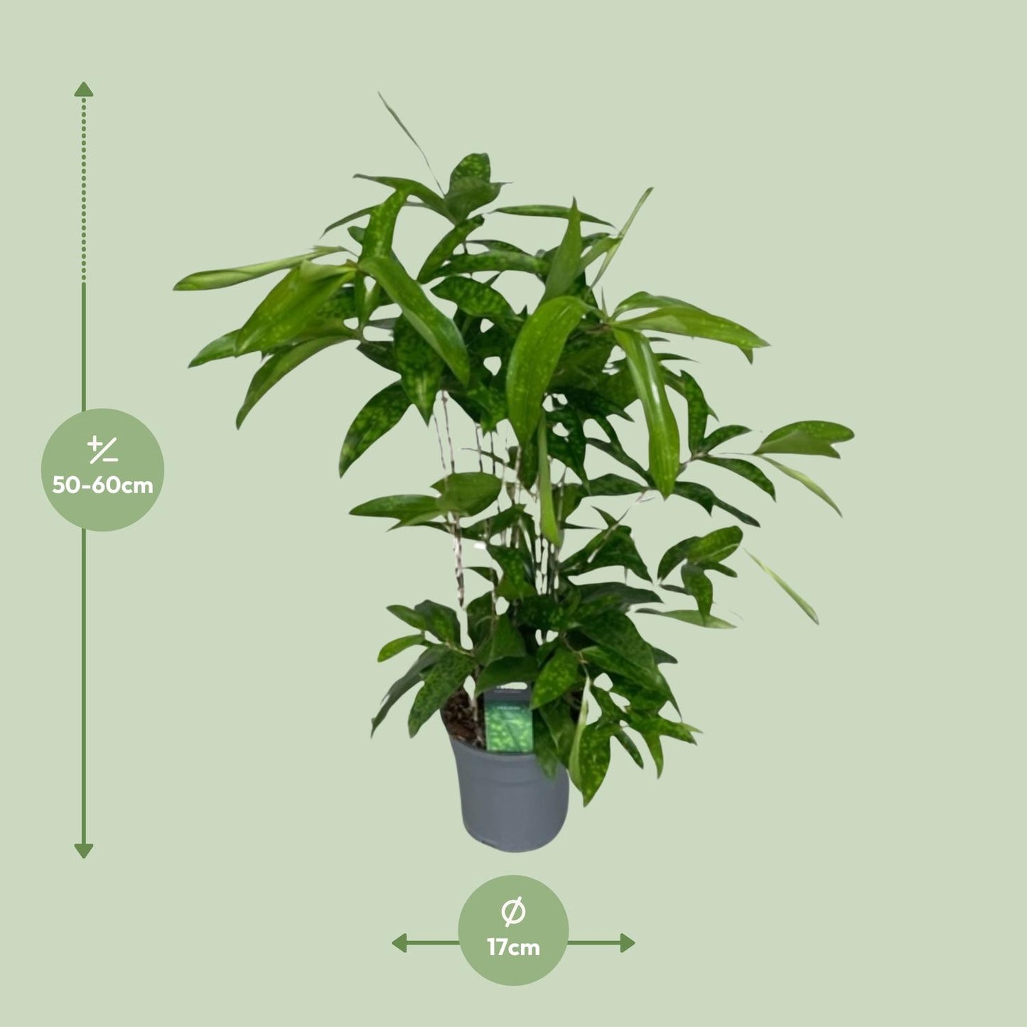 Dracaena Surculosa - Ø17cm - ↕60cm - Pflanzfix24