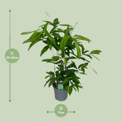 Dracaena Surculosa - Ø17cm - ↕60cm - Pflanzfix24