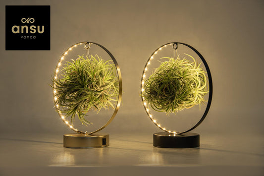 Tillandsia Led Edition Mix 2 Stück Ø11cm | Pflanzfix24.de - Pflanzfix24.de