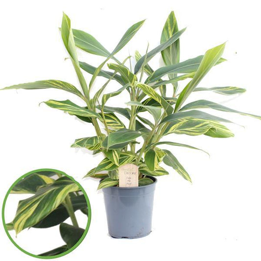 Alpinia Zerumbet - Tropische Zimmerpflanze von Pflanzfix24
