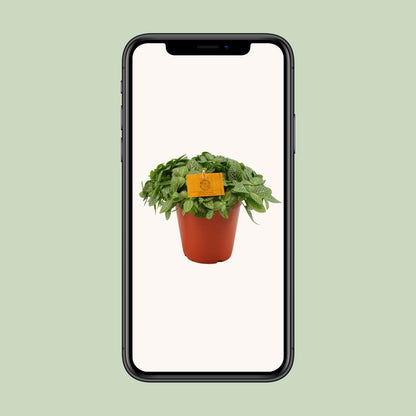 Fittonia Verschaffeltii - Ø15cm - ↕25cm bei Pflanzfix24